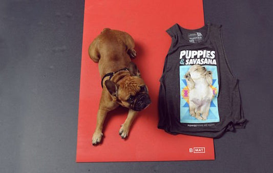 Office Pup: A Day in the Life of Brixton The Kid - Evolve Fit Wear